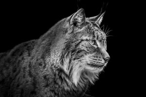 lynx lynx