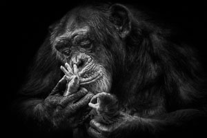 chimpanzees chimpanzees