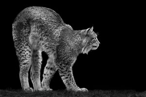 lynx lynx