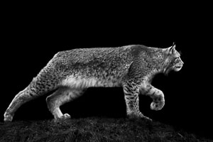 lynx lynx