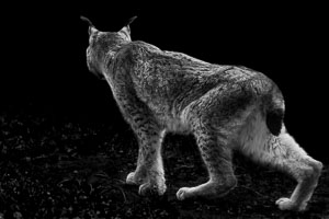 lynx lynx