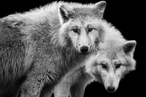 wolves wolves